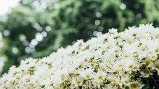 Cúc họa mi chớm nở, chủ vườn Thủ đô 'hốt' bạc triệu mỗi ngày