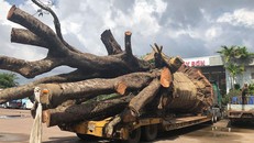 Bình Định: Tạm giữ xe đầu kéo chở cây 'siêu khủng'