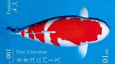 Vì sao cá Koi 'Huyền thoại' giá tới 42 tỷ đồng, đắt nhất lịch sử?