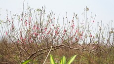 Đào Nhật Tân nở sớm gần 2 tháng trước Tết