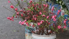 Đào nở bung đỏ rực trước Tết Âm lịch người trồng buộc phải bán sớm