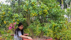 Tắc kiểng cho thuê giá 50 triệu đồng một cây ở Sài Gòn