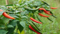 Trồng ớt trái vụ đón Tết, nông dân thu gần 1 triệu đồng mỗi ngày