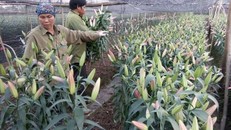 Nông dân Tây Tựu lo 'bánh chưng không có thịt' vì hoa ly nở sớm