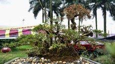 Đỗ quyên bonsai 'xuống phố', giá gần 1 tỷ vẫn nhiều người săn lùng