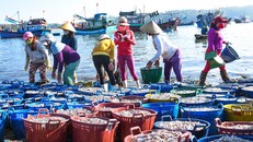 Ngư dân trúng 'lộc biển' trong chuyến ra khơi đầu xuân
