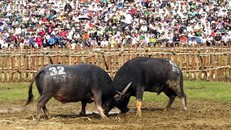 Hàng nghìn người đội nắng cổ vũ chọi trâu ở lễ hội cổ xưa bậc nhất Việt Nam