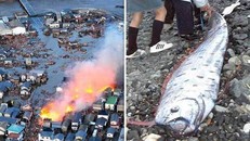 Thực hư về loài cá có khả năng dự báo động đất tại Nhật Bản