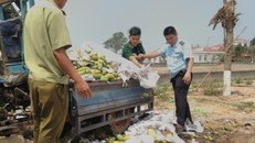 Tiêu hủy hơn 6,6 tấn xoài nhập lậu từ Campuchia