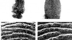 Loài động vật nào có dấu vân tay giống con người?