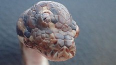 Con trăn có thêm một mắt trên đỉnh đầu.