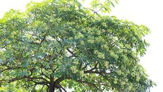 Người Hà Nội ngỡ ngàng khi hoa sữa nở giữa mùa hè