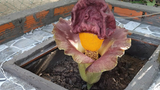 Hàng trăm người đến xem, cúng vái bông hoa lạ ở Kiên Giang