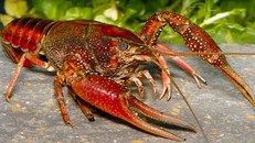 Tại sao tôm càng đỏ bị cấm nuôi ở Việt Nam?