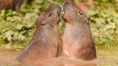 Loài chuột nào trên thế giới có thể nặng gần 100kg?