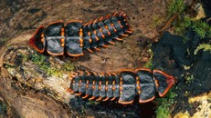 Phát hiện loài bọ quý hiếm nửa thế kỷ mới gặp một lần ở Singapore