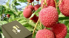 Gần 240 nghìn đồng một quả vải thiều ở Nhật Bản