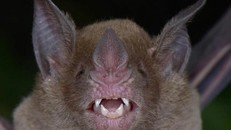 Dơi mũi lá - một trong nhiều loài có nguy cơ tuyệt chủng được tìm thấy ở khu rừng nhiệt đới. (Ảnh: Trond Larsen)