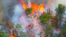 Lửa bốc cao trong vụ cháy rừng ở Hòa Khánh Bắc, Liên Chiểu, Đà NawngK - Ảnh:VNN