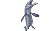Chân dung "quái vật biển" được phục dựng từ bộ xương hóa thạch - Ảnh: Bảo tàng Khảo cổ học Hoàng gia Tyrrell