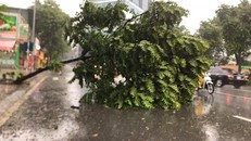 Hà Nội ngổn ngang cây gẫy đổ sau bão số 3