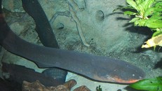 Loài lươn nào có thể phóng ra dòng điện mạnh gây chết người?