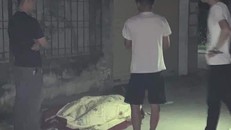 Làm rõ vụ nam thanh niên mang xe bò chở xác ‘bạn nghiện’ để ra đầu ngõ