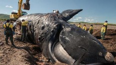 Thêm một loài cá voi có khả năng sắp tuyệt chủng