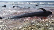 Cá voi chết nhuộm đỏ biển Indonesia, nhiều vết rạch trên cơ thể