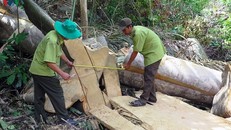 Lâm tặc bỏ lại đồ nghề, gỗ quý chạy thoát thân sau khi bị phát hiện