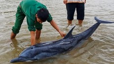 Giải cứu thành công con cá heo nặng 100kg lụy bờ trong tình trạng kiệt sức