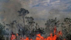 Khói lửa bốc cao trong vụ cháy rừng tại Amazonas,Brazil ngày 26/8. (Nguồn: THX/TTXVN)