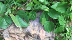 Đã xác định được danh tính của thi thể không đầu trong vườn điều ở Bình Phước