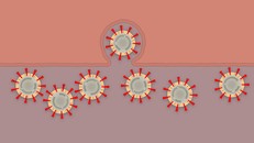 Các bước virus Corona tấn công tế bào người