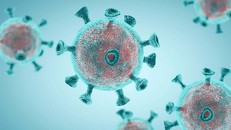 nCoV có thể gây tổn thương ở nhiều cơ quan nội tạng. - Ảnh: Flinder.