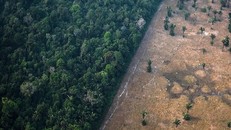 Rừng Amazon đang bị chặt phá với tốc độ đáng báo động. - Ảnh: Bloomberg.