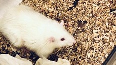 Một trong những con chuột được cấy ghép lá gan cỡ nhỏ. - Ảnh: Sci Tech Daily. 