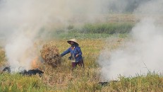 Việc đốt rơm rạ là nguyên nhân phát sinh chất ô nhiễm. - Ảnh: Vnexpress