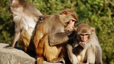 Khỉ Rhesus, loài được các nhà khoa học Trung Quốc lựa chọn để ghép tạng lợn. - Ảnh: Nation Post.