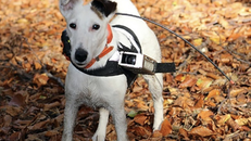 Chó có thể tìm đường tắt giỏi hơn con người. - Ảnh: eLife.