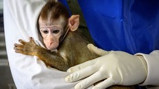 Thái Lan thử nghiệm vắcxin phòng COVID-19 trên loài khỉ. Một nhóm nhà nghiên cứu Thái Lan phối hợp với Đại học Pennsylvania (Mỹ) phát triển vắcxin phòng COVID-19. (Ảnh: AFP/TTXVN)