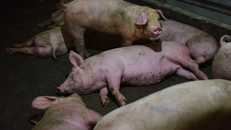 Phát hiện chủng virus corona mới có thể lây từ lợn sang người