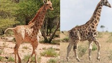 Hươu cao cổ lùn ở Namibia và Uganda. - Ảnh: Michael B Brown.