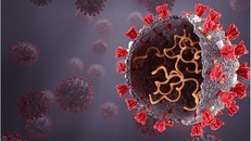 Virus SARS-CoV-2 tiến hóa để vượt qua hệ miễn dịch bẩm sinh của con người