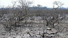 Sớm xác định nguyên nhân rừng ngập mặn chết trắng