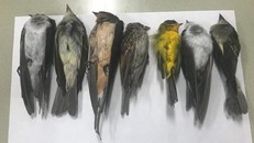 Hàng nghìn xác chim di cư bị nghi nhiễm cúm dạt vào bờ biển Canada