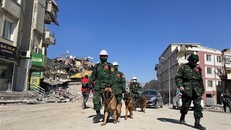 Lực lượng cứu hộ, cứu nạn Quân đội nhân dân Việt Nam sử dụng chó nghiệp vụ tìm kiếm các nạm nhân. 