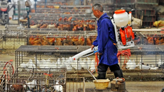 WHO: Trung Quốc ghi nhận trường hợp đầu tiên tử vong vì cúm gia cầm H3N8