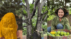 Về Khánh Hòa thăm vườn xoài trăm tuổi, cùng Hana Ban Mê và loạt KOL chung tay bảo tồn xoài cổ
