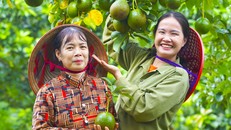 Cùng Hana Ban Mê, Non Khăn Rằn khám phá giá trị của trái bơ booth chuẩn VietGAP